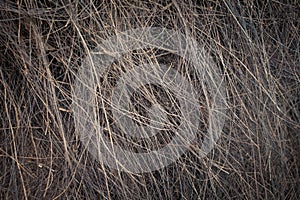 Old weathered palm texture straw macro close-up