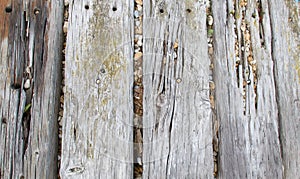 Old weathered planks of wooden path with stones in gaps