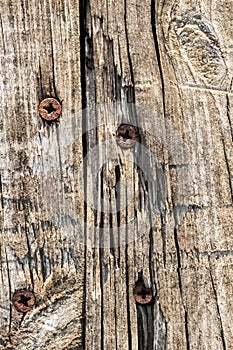 Old Weathered Rotten Cracked Knotted Rough Pine Wood Floorboard Grunge Surface With Rusty Phillips Screws Embedded Detail