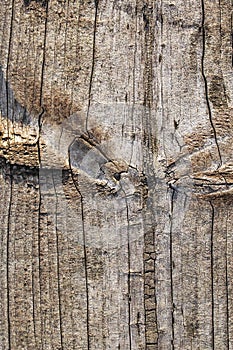 Old Weathered Rotten Cracked Knotted Rough Pinewood Floorboard Grunge Surface Texture Detail