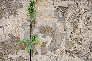 Old weathered stone wall with lichen and ferns growing on it, as a textured background