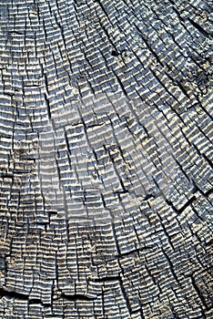 Old Weathered Stump with Tree Rings