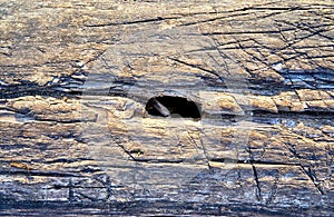 Old weathered textured tree trunk with a hole as a background