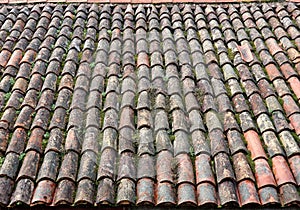 Old weathered tile roof with moss,lichens and weeds on its surface