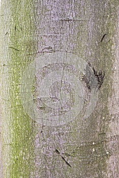 Old weathered tree bark