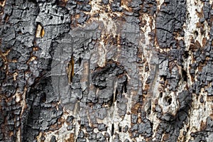 Old Weathered Tree Bark Texture