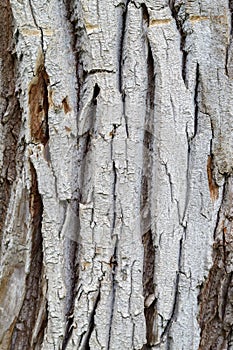 Old Weathered Tree Bark Texture