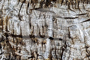 Old Weathered Tree Bark Texture