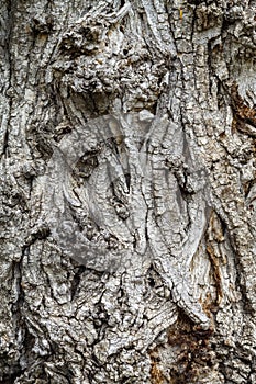 Old Weathered Tree Bark Texture