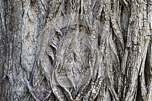 Old Weathered Tree Bark Texture