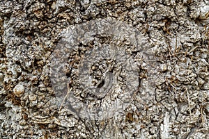 Old Weathered Tree Bark Texture