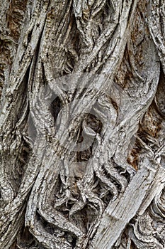 Old Weathered Tree Bark Texture