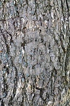 Old Weathered Tree Bark Texture Useful For Background Image and As Overlay Image