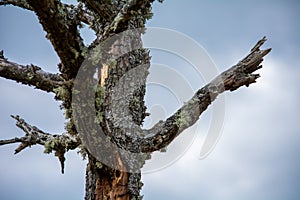 Old Weathered Tree with Lichen Against Cloudy Sky