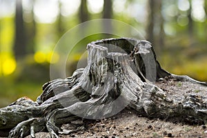 Old weathered tree stump