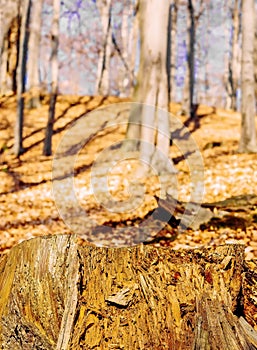 Old weathered tree stump