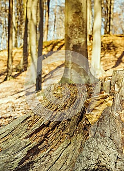 Old weathered tree stump