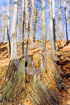 Old weathered tree stump