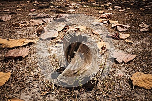 Old weathered tree stump