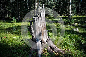 Old, weathered tree stump in a grassy, sun-dappled meadow with scattered wildflowers