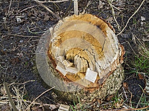 Old weathered tree stump on the ground