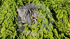 An old weathered tree stump with a pronounced texture