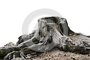 Old weathered tree stump photo