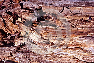 Old weathered tree trunk with dry leaf, natural organic background