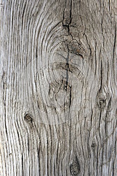 Old Weathered Wood