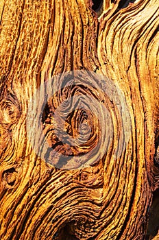 Old Weathered Wood