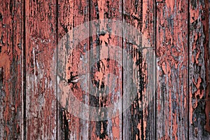 Old weathered wood background with coral pink peeling paint
