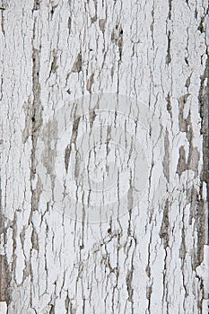 Old weathered wood board texture