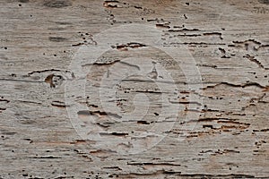 Close-Up of Weathered Wood Damaged by Termites