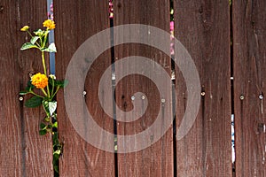 Old weathered wood fence still standing with blossums