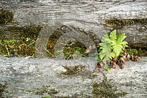 Old weathered wood plank with green moss background texture
