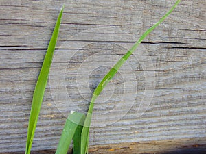 Old Weathered Wood Texture Natural Background