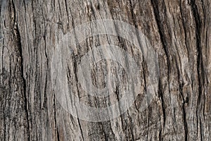Old weathered wood texture, old wood background, texture background
