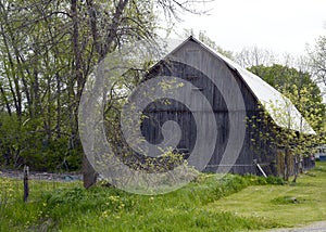 Old weathered wooden barn in the country in springtime