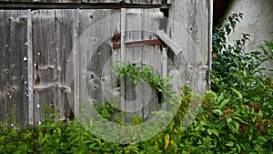 Old Weathered Wooden Barn Door with rusty latch. Germany