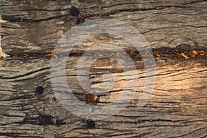 Old, weathered wooden board with organic debris in its cracks and crevices. Textire detail close up.