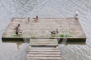 Old weathered wooden pontoon with various ducks and seagull standing on wood