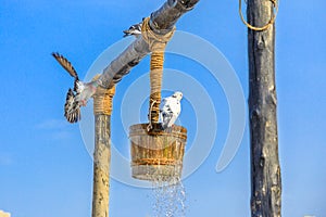 Old well Doha