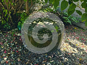 An old well with moss on the walls under a tree.