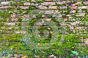 Old wet brick wall with beautiful red bricks shattered and crumbling and overgrown with green moss and ivy