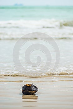 An old wet coconut that threw the sea ashore