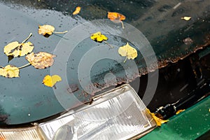 Old wet and rusted car bonnet with headlamp under autumn birch leaves