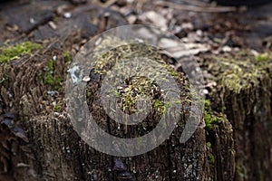 Old wet tree stump in the forest, covered with green moss, with blurred background