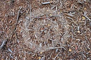 Old wet wood chip from alder tree, nature texture