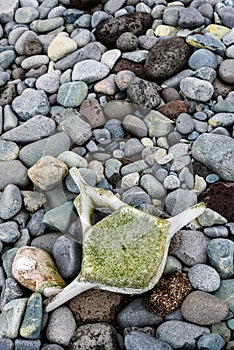 Old whale vertebra on a rocky beach, South Georgia, Antarctica, as a background