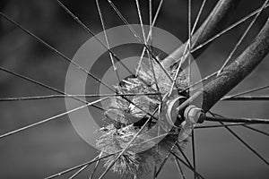 Old wheel of bicycle spoke detail isolated background. Used motion blurr for simulated motion wheel